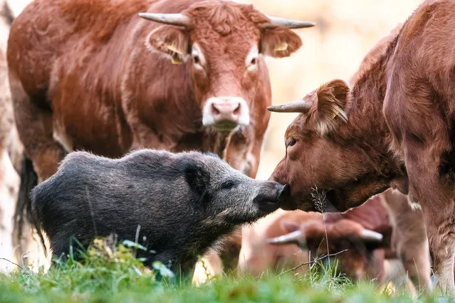 A young wild boar stands amidst cattle in Moerel, Germany, 28 October 2015. The wild boar was accepted by the cattle herd as part of it. (Photo by Markus Scholz/EPA)