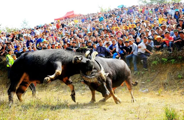People watch bulls fight at an event celebrating harvest in Rongjiang, Guizhou province, October 24, 2015. (Photo by Reuters/Stringer)