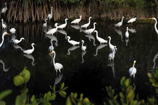 White ibis and white egrets share a low water level area at Merritt Island National Wildlife Refuge in Titusville, Florida, on February 24, 2023. (Photo by Jim Watson/AFP Photo)