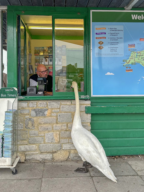 A swan joined the queue to buy a Southern Vectis bus ticket at Yarmouth on the Isle of Wight, UK on September 17, 2025, giving bus-goers a laugh along with staff in the ticket office. (Photo by Sienna Anderson/Picture Exclusive)