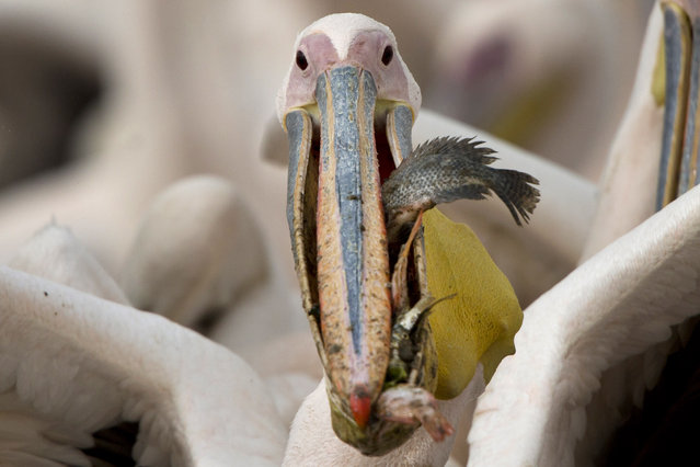 A Great White Pelicans eats fish in the Mishmar HaSharon reservoir, Israel, Wednesday, November 4, 2015. Thousands of Pelicans stop in the reservoir for food provided by the Israeli nature reserves authority as they make their way to Africa. (Photo by Ariel Schalit/AP Photo)