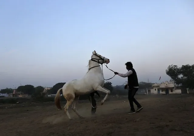 A groom trains his horse on a winter morning during dawn in the western Indian city of Ahmedabad December 18, 2014. (Photo by Amit Dave/Reuters)