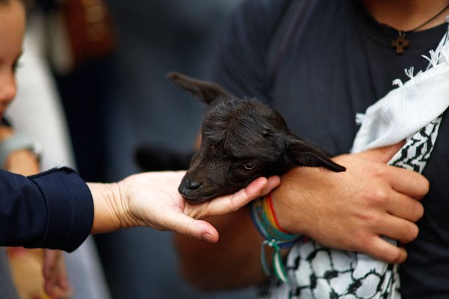 A person strokes a black goat kid as flocks of sheep and goats are herded through the city centre of Madrid during the annual Transhumance Festival held on October 19, 2025. Every year shepherds guide flocks of hundreds of sheep and goats through the streets of Madrid in defence of the historic cattle trails and ancient grazing rights increasingly threatened by urban sprawl. (Photo by Oscar Del Pozo/AFP Photo)