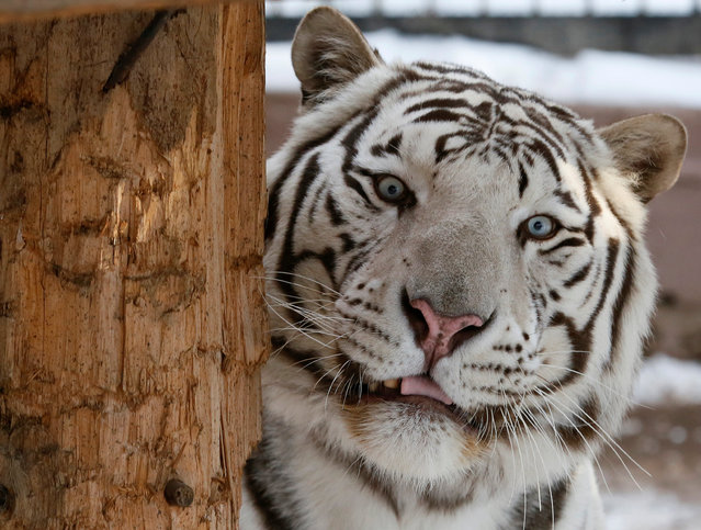 Khan, a five-year-old male White Bengal tiger, looks on inside an open-air cage at the Royev Ruchey zoo in Krasnoyarsk, Russia, October 21, 2016. (Photo by Ilya Naymushin/Reuters)