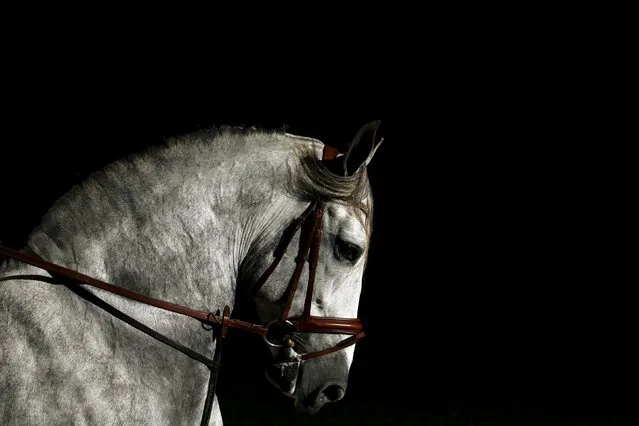 A purebred Spanish horse is pictured during the Sicab International Pre Horse Fair which is dedicated in full and exclusively to the purebred Spanish horse in the Andalusian capital of Seville, southern Spain November 17, 2015. (Photo by Marcelo del Pozo/Reuters)