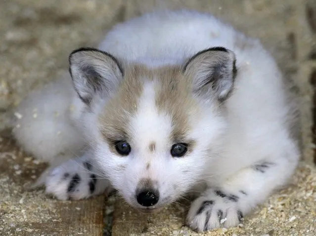 A two-month-old Snow Fox cub lies inside a cage at the Royev Ruchey Zoo on the surburbs of Russia's Siberian city of Krasnoyarsk, May 15, 2013. (Photo by Ilya Naymushin/Reuters)