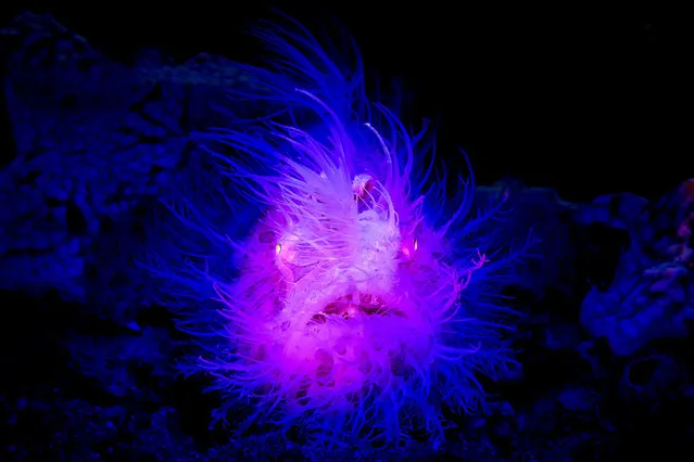 Hairy frog fish. (Photo by Ace Wu/Caters News Agency)