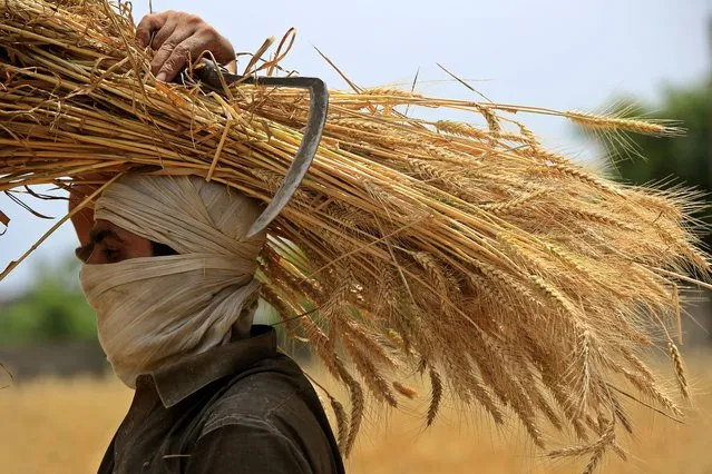 A Pakistani farmer carries bundles of wheat crops during the harvest season at a village on the outskirts of Peshawar, Pakistan, 04 May 2023. Pakistani Prime Minister Sharif took to social media on 30 April, to announce that the country had attained its highest wheat production in a decade. He credited the production of 27.5 million tons of wheat crop to the government's prompt decisions, provision of quality seed, uninterrupted supply of fertilizer, and the Kissan package. (Photo by Bilawal Arbab/EPA/EFE)