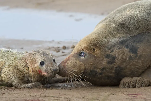 A newborn grey seal pup is tended by its mother at Donna Nook, a nature reserve on the county’s coastline managed by Lincolnshire Wildlife Trust in Lincolnshire, UK on November 23, 2015. (Photo by David Tipling/Rex Shutterstock)