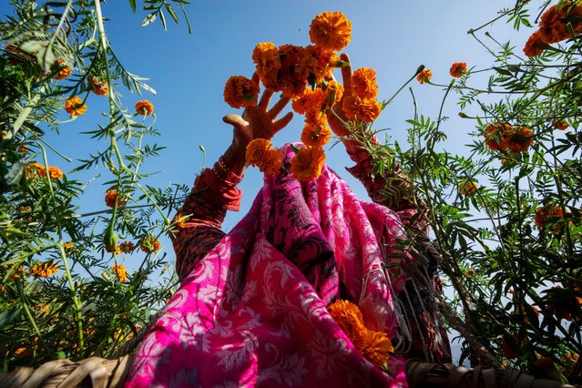 A farmer picks marigold flowers to make garlands to sell for Tihar festival, on the outskirts of Kathmandu, Nepal, Wednesday, October 30, 2024. (Photo by Niranjan Shrestha/AP Photo)