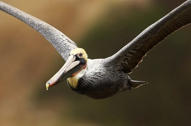 A Brown Pelican glides along the shoreline in La Jolla, California January 20, 2015. (Photo by Mike Blake/Reuters)