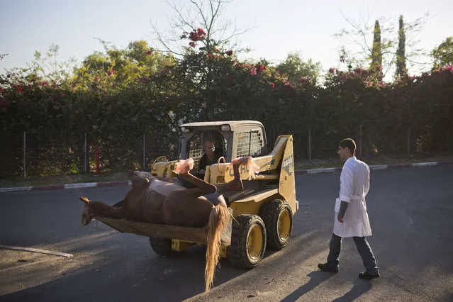 In this Thursday, December 10, 2015 photo, Dr. Gal Kelmer, head of the department of large animals, transports a dead horse at the Hebrew University's Koret School of Veterinary Medicine in Rishon Lezion, Israel. “Some people ask me, “What, you do only horses?” But for surgeons it's very broad”, Kelmer said. “Today I treated an eye, and a horse with an injured distal limb, and a rectum. (Photo by Oded Balilty/AP Photo)