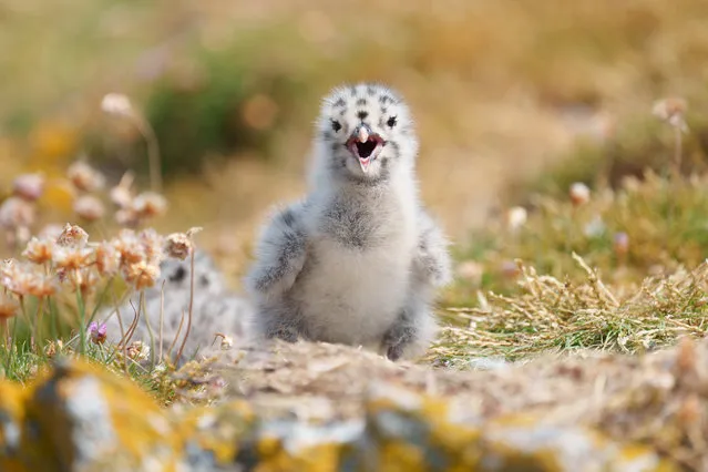 A young herring gull chick chirps on Ireland’s Eye, a bird sanctuary off the coast of Howth on June 21, 2023. (Photo by Fran Veale /The Irish Times)