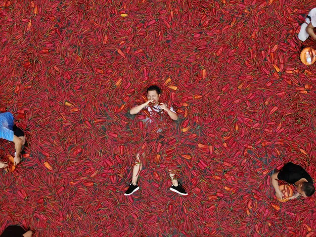 A contestant lies in a chili covered pool eating Chillies during a chili eating contest on July 8, 2018 in Ningxiang, Hunan Province of China. Citizen Tang Shuaihui ate 50 Chillies in one minute winning the contest. (Photo by VCG/Getty Images)