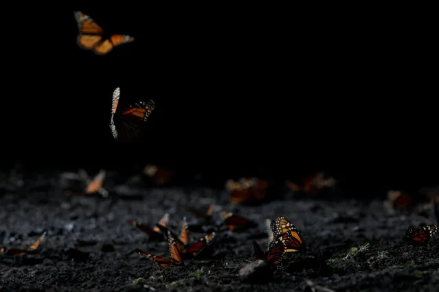 Monarch butterflies rest on the ground at the Sierra Chincua butterfly sanctuary on a mountain in Angangeo, Michoacan November 24, 2016. (Photo by Carlos Jasso/Reuters)