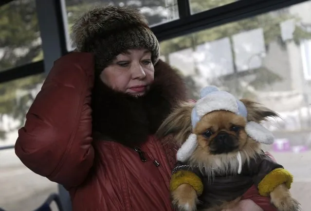A woman holds her dog while waiting on a bus to leave the town of Debaltseve, Ukraine, Friday, February 6, 2015. (Photo by Petr David Josek/AP Photo)