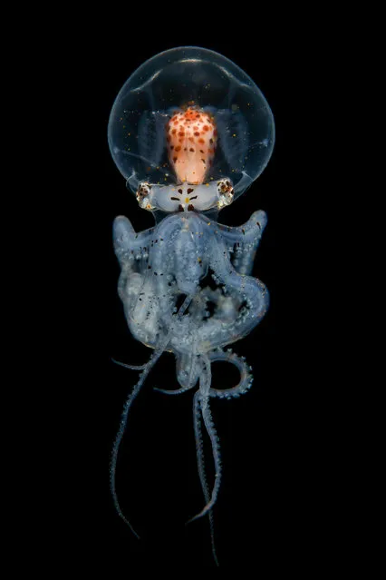 A Wunderpus larva octopus photographed from the waters around Anilao, Philippines. (Photo by Cai Songda/Caters News Agency)