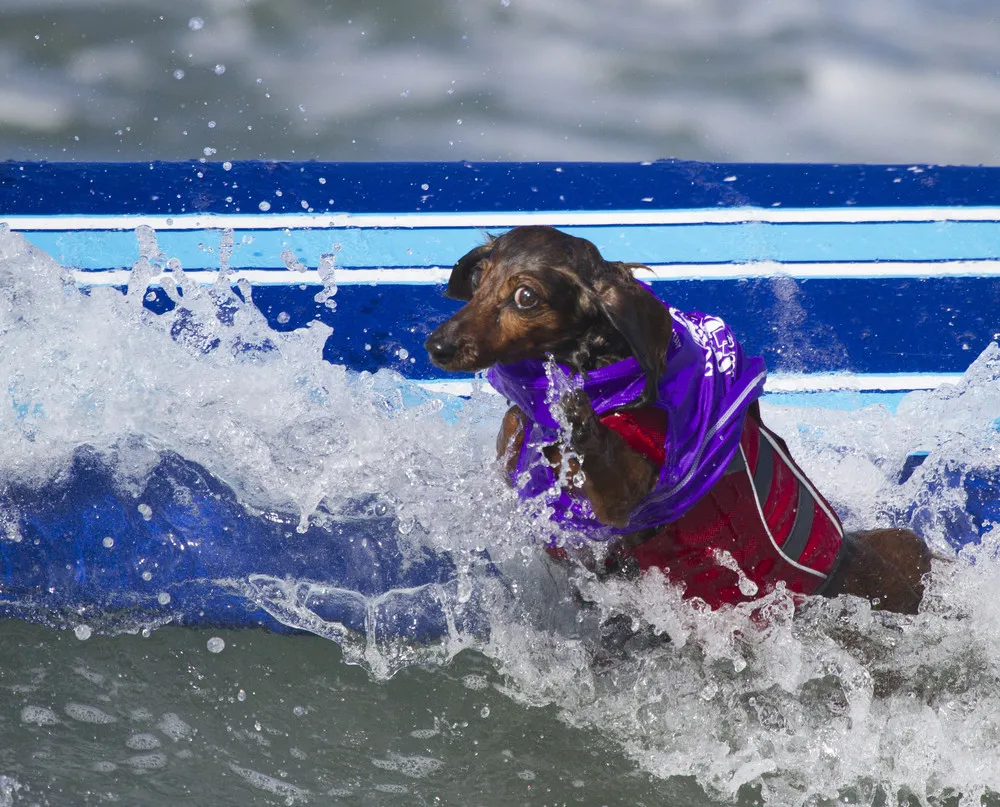 Surf Dog Surf-A-Thon 2013 by Photographer Nathan Rupert