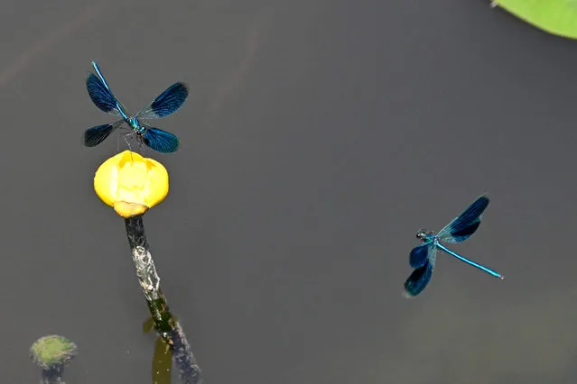 Dragonflies (Calopteryx virgo) fly over a water-lily in La Gacilly, western France, on June 1, 2023 (Photo by Damien Meyer/AFP Photo)