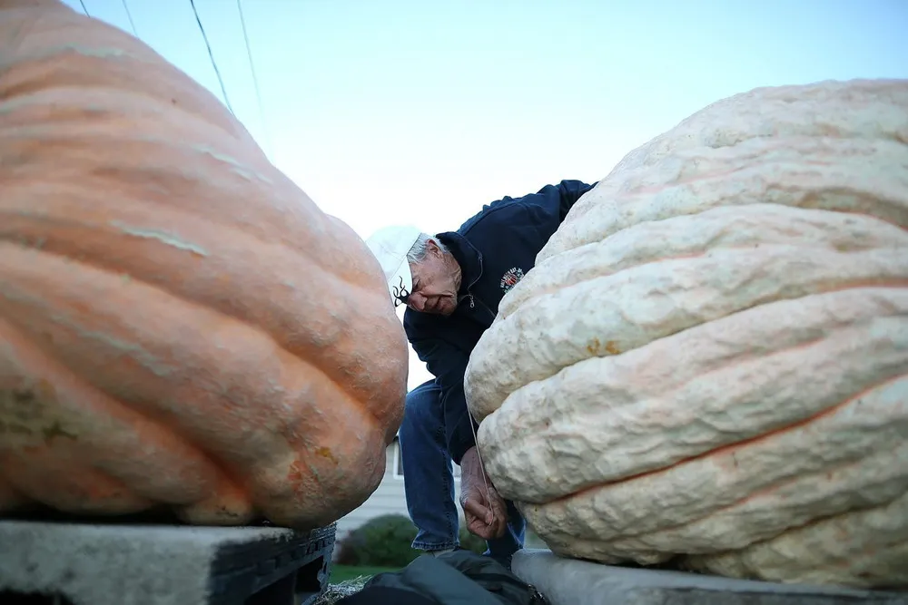 The 40th Annual Safeway World Championship Pumpkin Weigh-Off