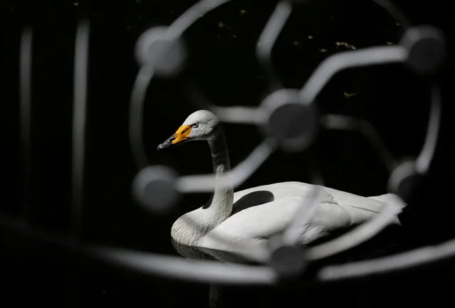 A swan swims at a pond in a park in Stavropol, Russia on May 19, 2021. (Photo by Eduard Korniyenko/Reuters)
