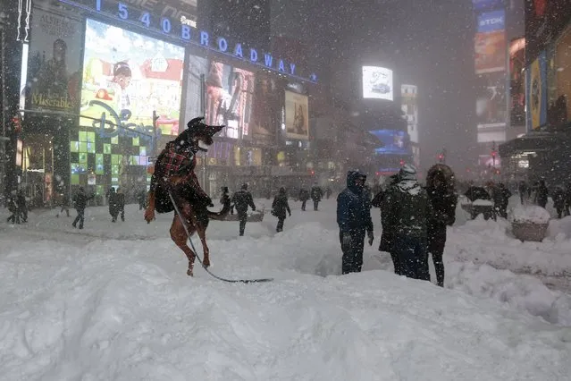 A dog plays with a snowball during a snow storm in Times Square in the Manhattan borough of New York, January 23, 2016. (Photo by Carlo Allegri/Reuters)