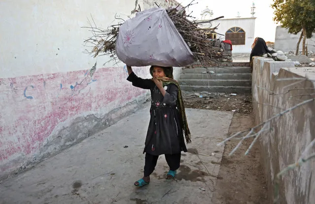 In this Sunday, November 29, 2015 photo, an internally displaced girl carries firewood on her head after her family left their village in Rodat district of Jalalabad east of Kabul, Afghanistan. (Photo by Rahmat Gul/AP Photo)