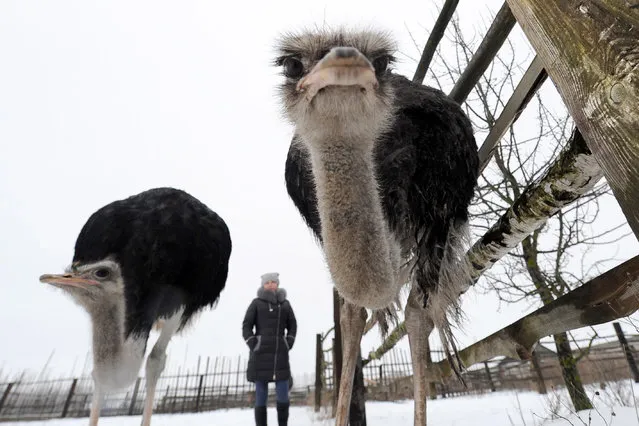Ostriches get close to the camera at a private farm in Lesishche, Belarus on December 20, 2016. (Photo by Viktor Drachev/TASS)