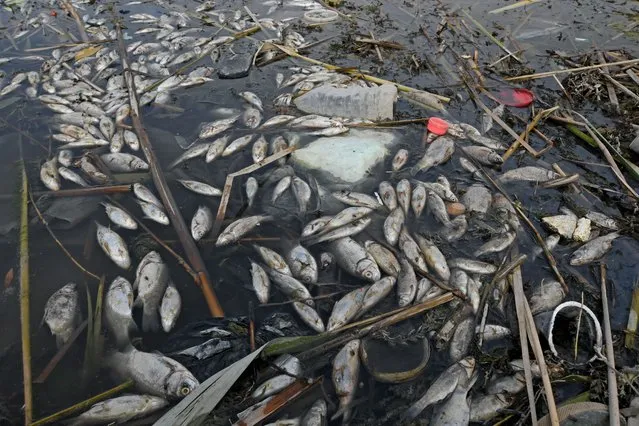 Dozens of rotting fish float on the surface of polluted Iraqi marshes in the southern district of Chibayish, on April 14, 2021. In a country where the state lacks the capacity to guarantee basic services, 70 percent of Iraq's industrial waste is dumped directly into rivers or the sea, according to data compiled by the United Nations and academics. The marshland, reputed to be the home of the biblical Garden of Eden, previously faced destruction at the hands of ex-dictator Saddam Hussein and is now jeopardised by poor wastewater management and climate change. (Photo by Asaad Niazi/AFP Photo)