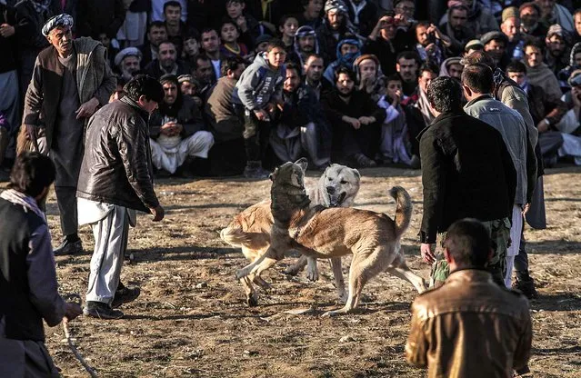 Men watch dogs fight during its weekly event in Kabul, Afghanistan, on December 13, 2013. Dog fighting is a popular form of entertainment during the winter season in the country held  every Friday, which is the official weekly holiday. Dogs do not fight until death but rather until one dog pins another, or one of them runs away. (Photo by Rahmat Gul/Associated Press)