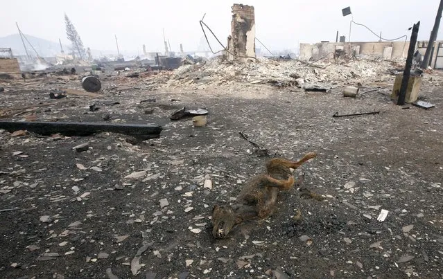 The carcass of a dog is seen near the debris of destroyed buildings in the settlement of Shyra, damaged by recent wildfires, in Khakassia region, April 13, 2015. (Photo by Ilya Naymushin/Reuters)