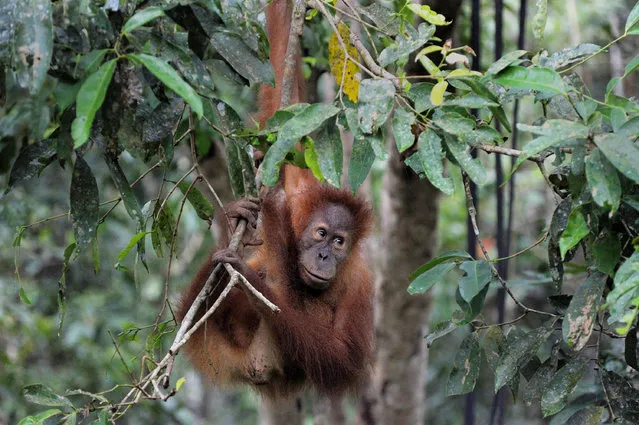 This picture taken in Jantho, Aceh province on February 15, 2016 shows an orangutan swinging on a tree in Jantho Conservation area. Sumatran Orangutan Conservation Programme (SOCP) has released two more orangutans into Jantho conservation area on February 15, to save orangutan, a species currently listed as “Critically Endangered” by the IUCN (International Union for the Conservation of Nature and Natural Resources) with only about 6,000 Sumatran orangutans remaining. (Photo by Chaideer Mahyuddin/AFP Photo)