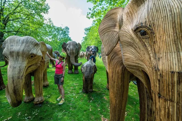 The elephant herd heads into Green Park as part of an ogoing project on June 13, 2021. CoExistence campaign continues as 100 life-size asian elephant sculptures turn London's green spaces into examples of successful human-wildlife coexistence. Sculpted from dried Lantana Camara stalks wrapped over steel structures, the elephants have been made by artist Shubhra Nayar and a collective of local artisans. (Photo by Guy Bell/Rex Features/Shutterstock)