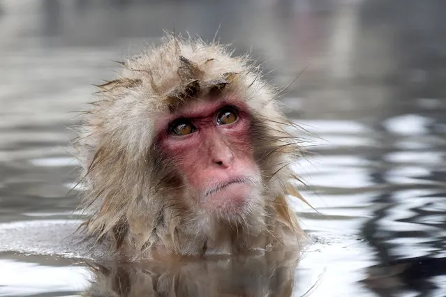 These animals don't give a monkey's as they relax and bathe each other while enjoying a natural spa day. (Photo by Robert Mullner/Solent News)