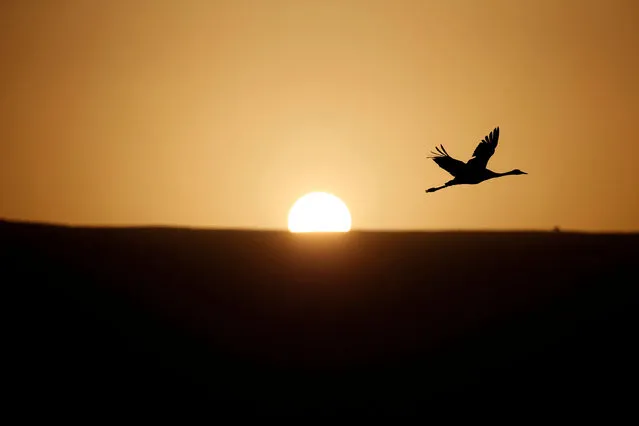 A migrating crane flies over the Hula Lake Ornithology and Nature Park in northern Israel, which is a stopping point for hundreds of species of birds along their migration route between the northern and southern hemispheres during the cold season December 7, 2016. (Photo by Baz Ratner/Reuters)