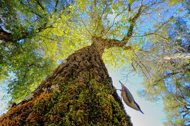 9–13 years, gold winner: In the Woodland, Andrés L Domínguez Blanco, Spain. This Eurasian nuthatch regularly uses the trunk of a Portuguese oak as a route to go down to drink. (Photo by Andres Dominguez Blanco/2021 Bird Photographer of the Year)