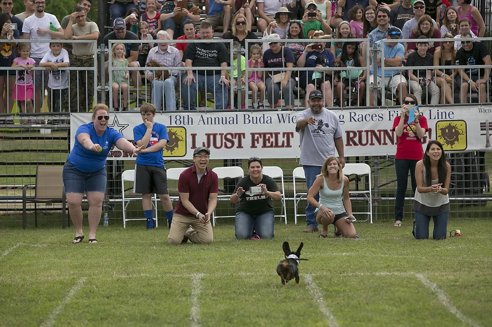 18th Annual Buda Wiener Dog Races