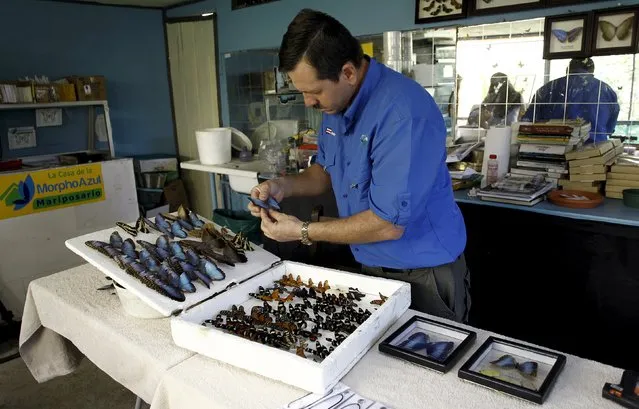 Frander Arroyo selects butterflies at Blue Morpho Butterfly House in Alajuela, Costa Rica, March 10, 2016. (Photo by Juan Carlos Ulate/Reuters)
