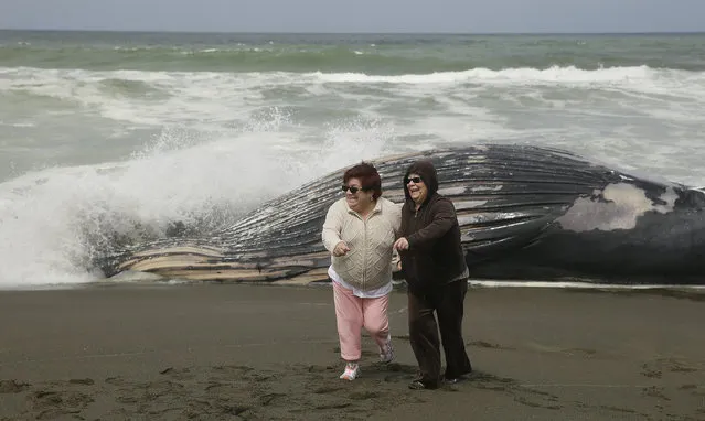 Aura Noguera, left, and her sister, Rita Castello, right, both of San Francisco, run from an incoming wave after posing by a beached humpback whale Tuesday, May 5, 2015, in Pacifica, Calif. The whale was discovered south of San Francisco, marking the second dead whale to wash ashore in less than three weeks. The 32-foot female whale is within sight of the carcass of a sperm whale that was discovered dead in mid-April. (Photo by Eric Risberg/AP Photo)