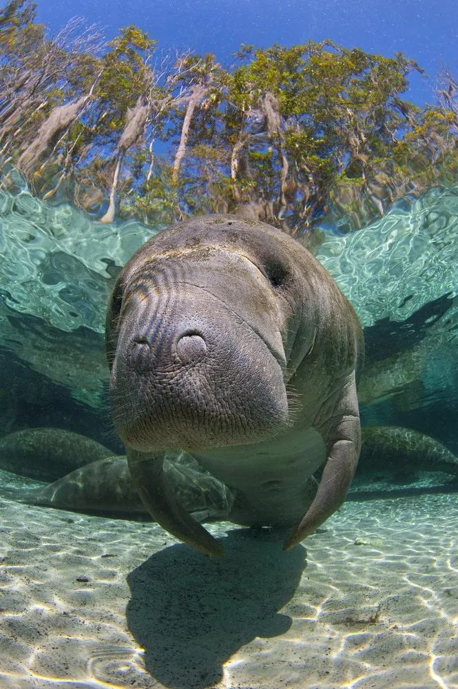 Florida's Friendly Manatees Photographed by Alexander Mustard