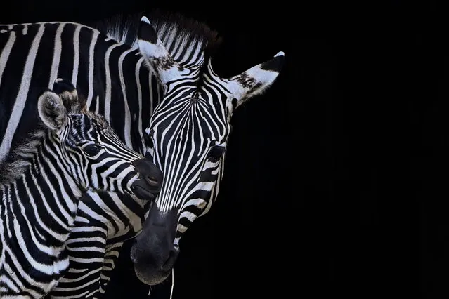 A one-day-old zebra is seen with its mother at the zoo in Cali, Colombia, on November 8, 2021. (Photo by Luis Robayo/AFP Photo)