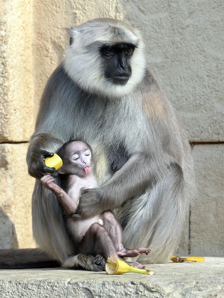 The Week in Pictures: Animals, March 1 – March 7, 2014