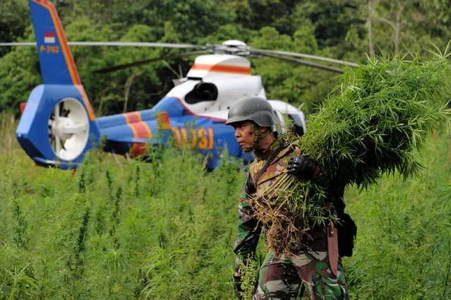 An Indonesian soldiers takes part in an operation to destroy 189 hectares of marijuana fields in Lamteuba village, in Aceh Besar, Aceh province, on April 1, 2016. Indonesia has some of the world's toughest anti-narcotics laws and people caught smuggling more than five grams of some controlled substances can be sentenced to death. (Photo by Chaideer Mahyuddin/AFP Photo)