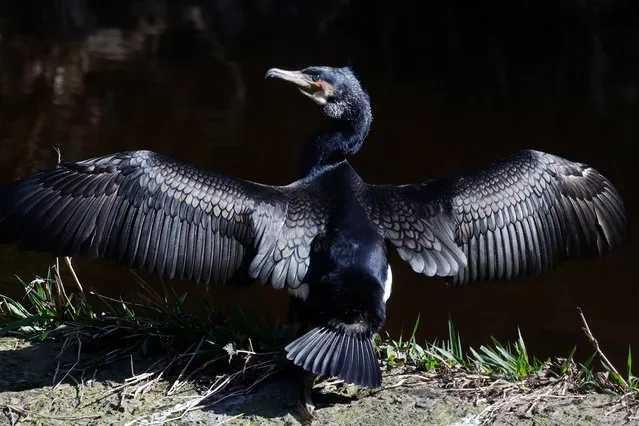 A Cormorant on the Dodder River at Clonskeagh in Dublin on Friday, March 22, 2024. (Photo by Nick Bradshaw/PA Images via Getty Images)