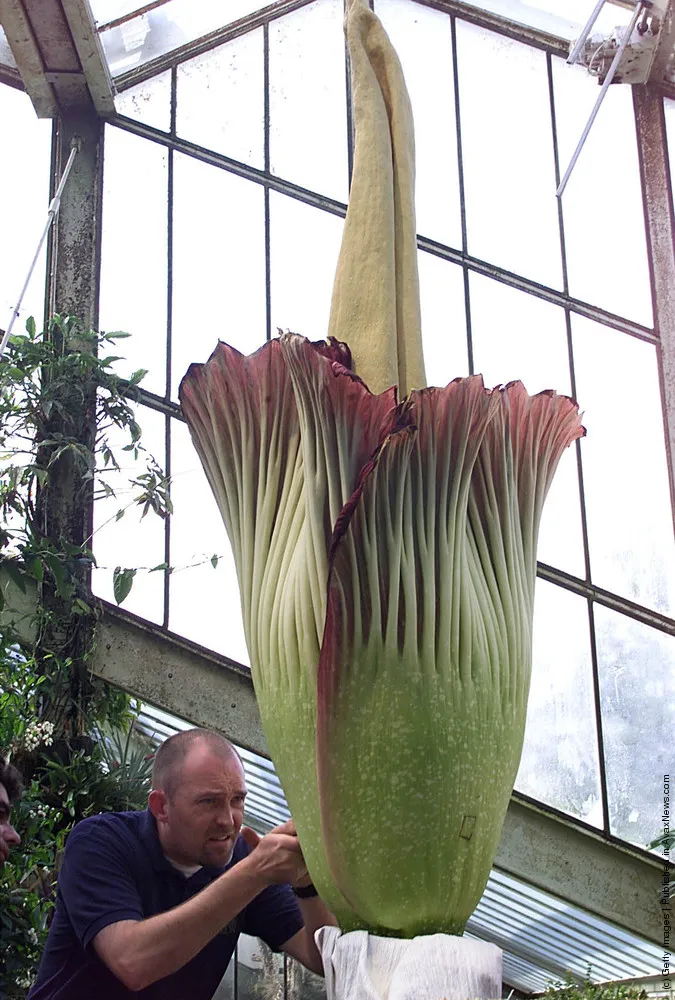 Biggest Flower In The World: The Titan Arum Or Amorphophallus Titanum