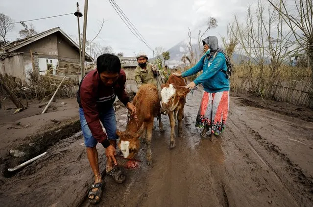 Locals evacuate their livestock as Mount Semeru volcano continues to spew ash and smoke in the background following an eruption, in Curah Roboan village, Pronojiwo district, in Lumajang, Indonesia, December 7, 2021. (Photo by Willy Kurniawan/Reuters)