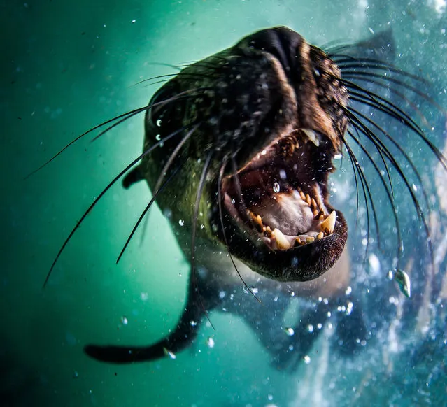 A seal tries to playfully bite the camera, taken on February 2016 in Plettenberg Bay, South Africa. (Photo by Rainer Schimpf/Barcroft Media)