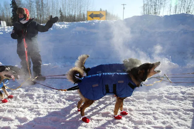 A team waits at the gate of the official restart of the Iditarod, a nearly 1,000 mile (1,610 km) sled dog race across the Alaskan wilderness, in Fairbanks, Alaska, U.S. March 6, 2017. (Photo by Nathaniel Wilder/Reuters)