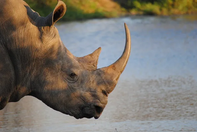 “Endangered South African White Rhinoceros”. Endangered South African White Rhinoceros. Photo location: Sabi Sand Game Reserve, Kruger National Park 1363, South Africa. (Photo and caption by Leah Sullivan/National Geographic Photo Contest)