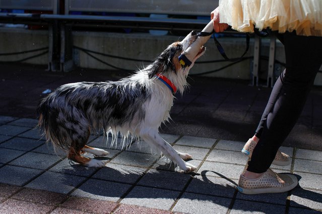 A dog reacts as it exits after competing in the dock diving during the 148th Westminster Kennel Club Dog Show at the USTA Billie Jean King National Tennis Center in New York, on May 11, 2024. (Photo by Kena Betancur/Reuters)